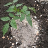 Pravilno hranjenje paradajza u stakleniku i otvorenom tlu